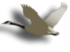 Captcha image 9832